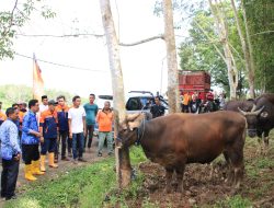 Bulukumba Jadi Daerah Pemasok Ternak Sapi, Wabup Lepas 46 Sapi Qurban ke Kalimantan