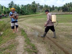 Peduli,Bhabinkamtibmas Ini Bantu Warganya Semprot Hama Padi