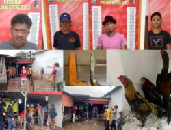 Polisi Grebek Lokasi Judi Ayam Bangkok Di Ela-Ela, Belasan Orang Diamankan