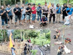 Satu Pelaku Judi, 8 Ekor Ayam Sabung Diamankan di Gantarang, Kapolres : Tindak Tegas!