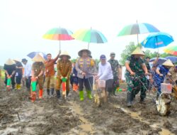 Penanaman Jagung Serentak di Kabupaten Jeneponto: Upaya Mendukung Ketahanan Pangan Nasional