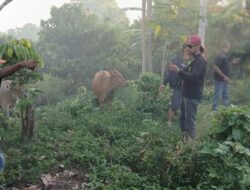 Polsek Kajang Temukan Sapi Curian, Pemuda Pancasila Apresiasi Kinerja Polisi
