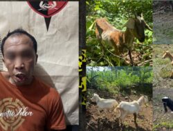 Tim Resmob Polres Bulukumba Ringkus Pencuri Kambing di Jeneponto