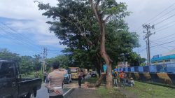 Polisi dan BPBD Bulukumba Evakuasi Pohon Tumbang, Arus Lalu Lintas Kembali Lancar