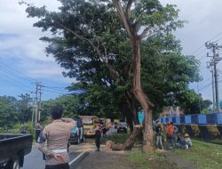 Polisi dan BPBD Bulukumba Evakuasi Pohon Tumbang, Arus Lalu Lintas Kembali Lancar